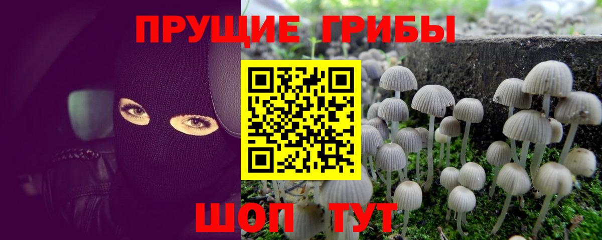 Галлюциногенные грибы прущие грибы Кисловодск